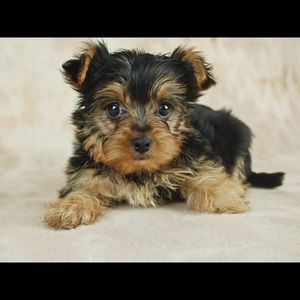 Meet your Posher, Callejah